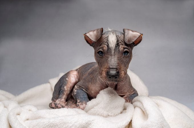 Hairless Khala puppy wrapped in a white blanket