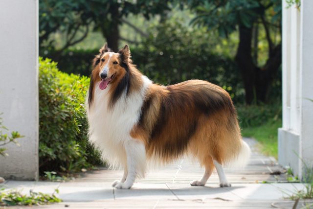 Rough Collie standing outdoors