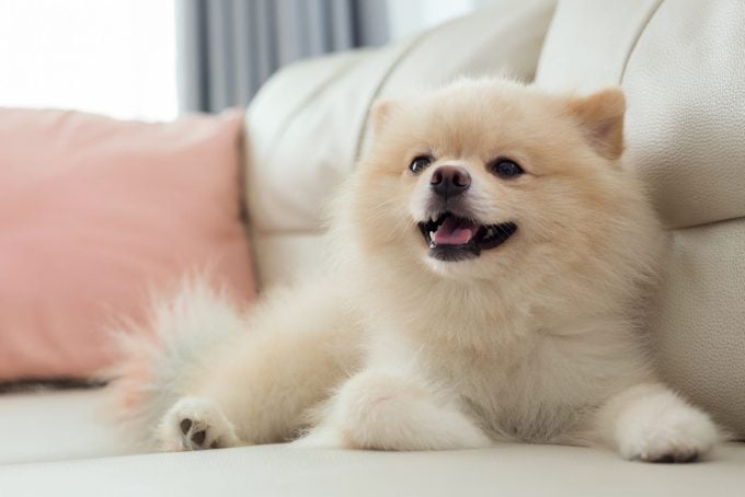 pomeranian dog on the couch at home in the living room