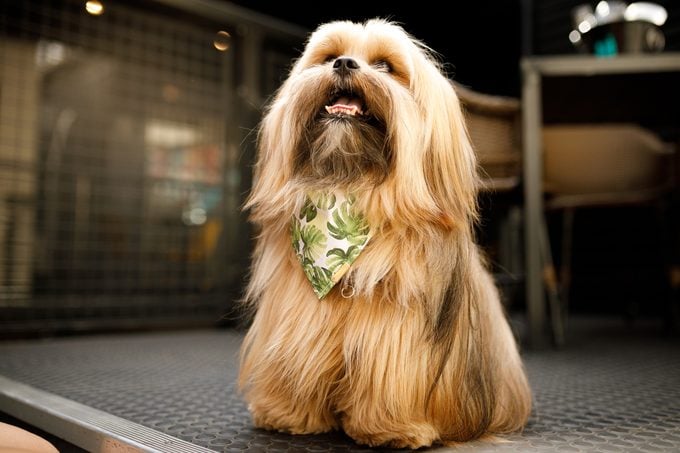Lhasa Apso dog wearing a bandana
