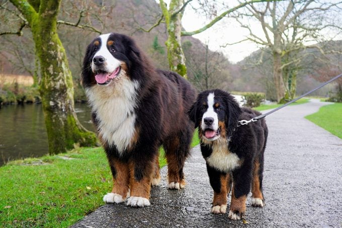 Adult and puppy Bernese Mountain Dogs standing on a path next to a river