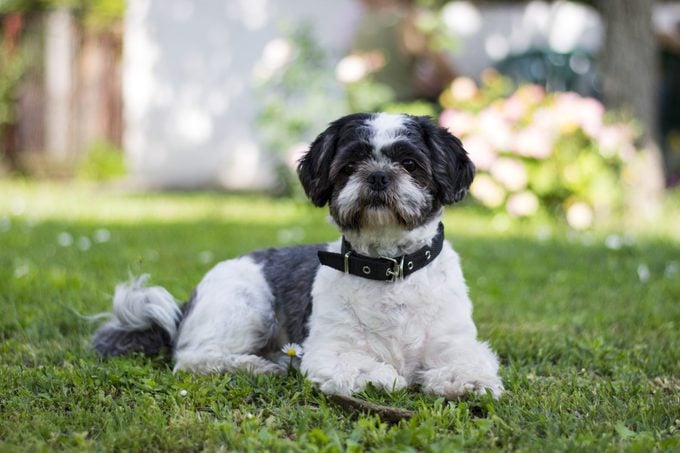 black and white shih tzu dog laying on the grass in the shade