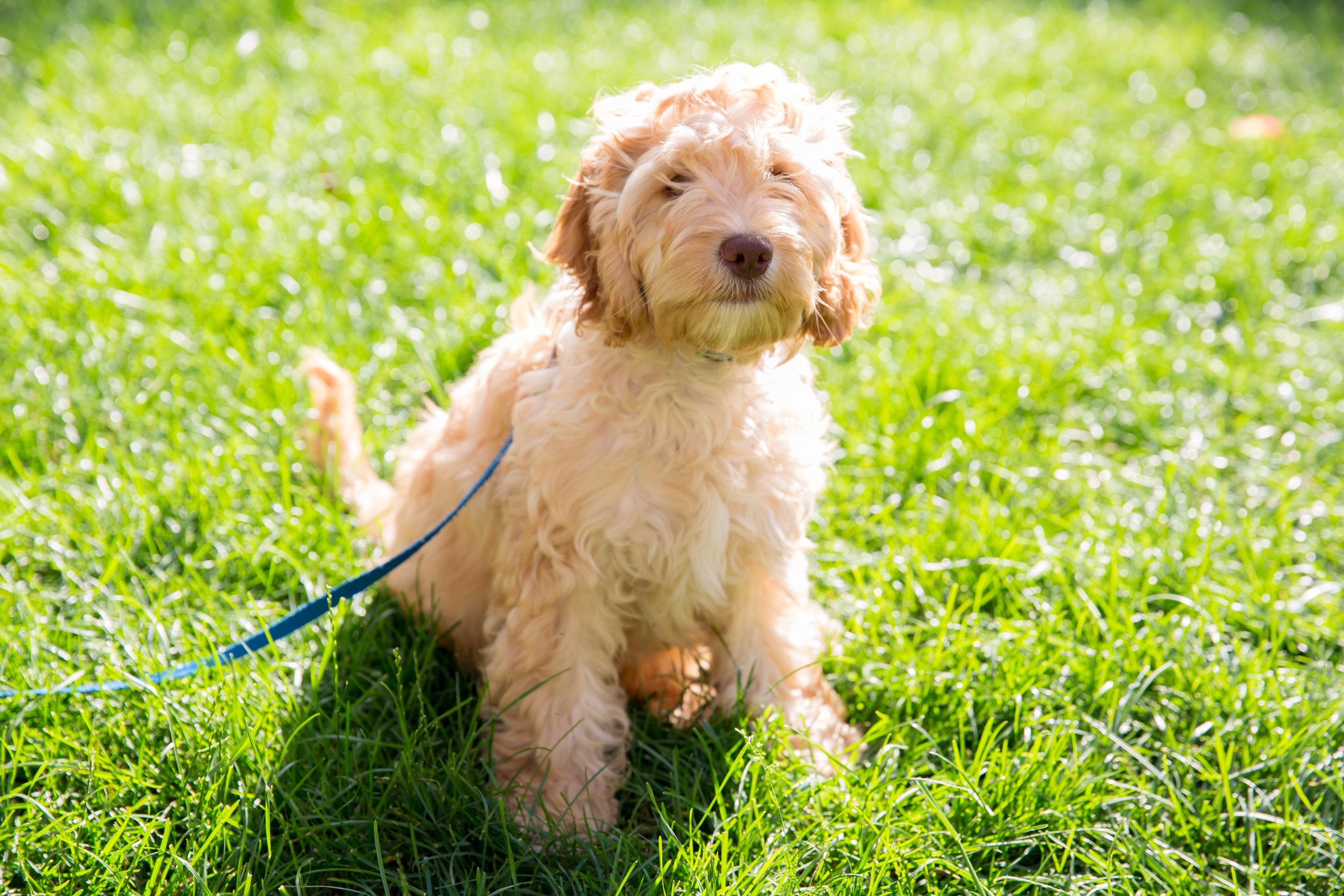 4 month old Cockapoo puppy in the grass