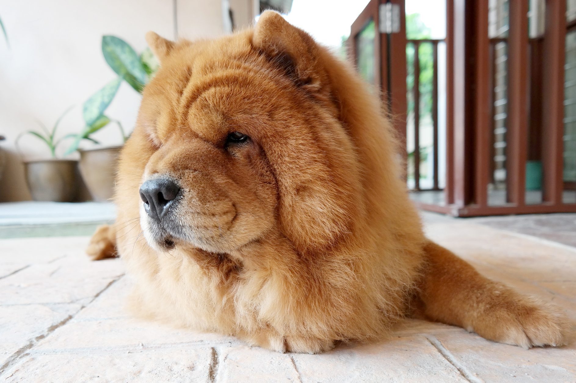 Fluffy dogs look like they have been inflated with hot air