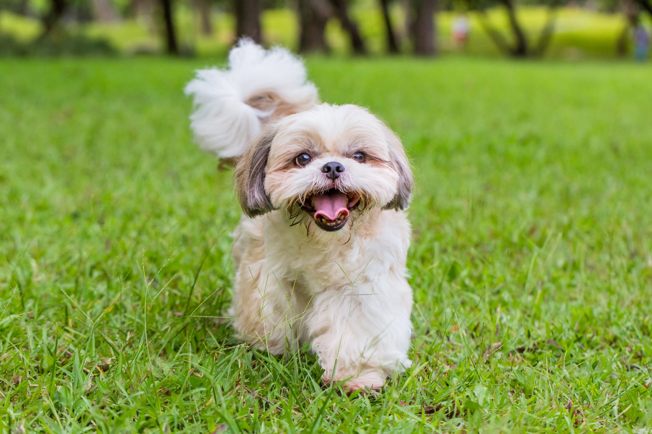 Shih Tzu dog walking on the grass