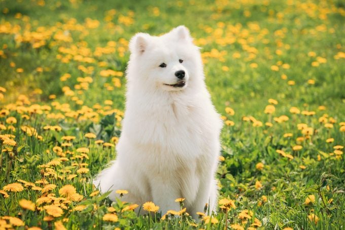 Young Happy Smiling White Samoyed Dog Sitting Outdoors In Green Spring Meadow With Yellow Blooming Dandelion Flowers.
