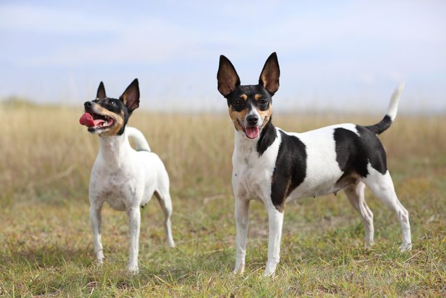 Toy Fox Terriers in a field