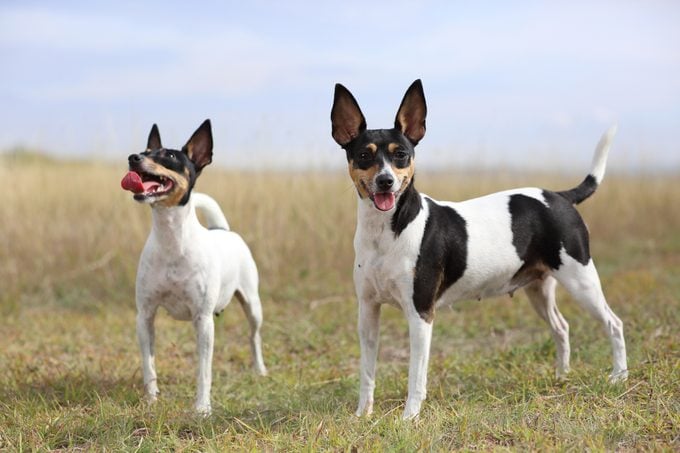 Toy Fox Terriers in a field