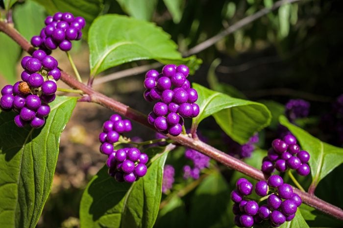 American Beautyberry also known as Callicarpa Americana in the bright sun.