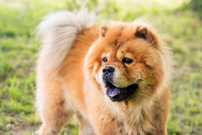 Chow Chow outdoors in the grass
