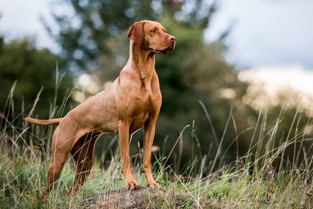 Portrait of Vizla dog standing with chest out on a meadow
