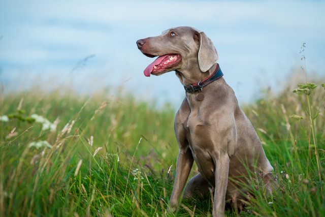 A portrait of a Weimaraner Dog sitting in the countryside amongst the grass, with tongue out
