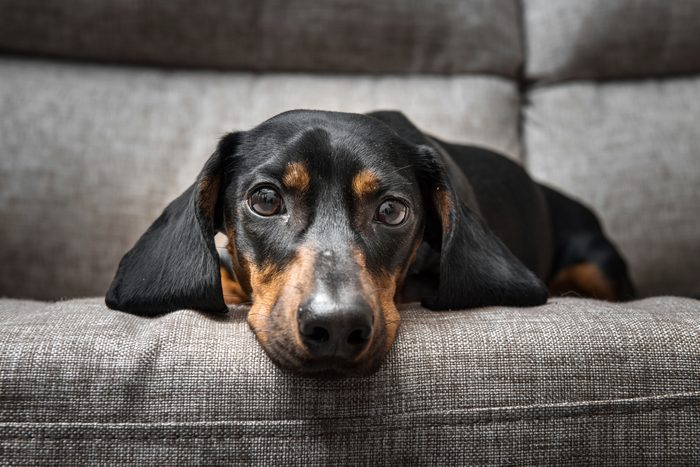 Puppy Dachshund looking at the camera while lying on a grey couch 