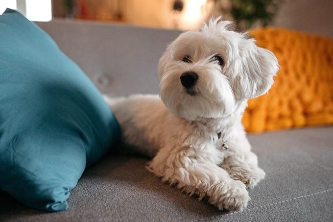 Maltese dog relaxing on sofa at modern living room