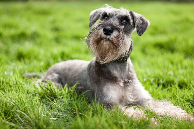 Miniature schnauzer laying on grass looking up