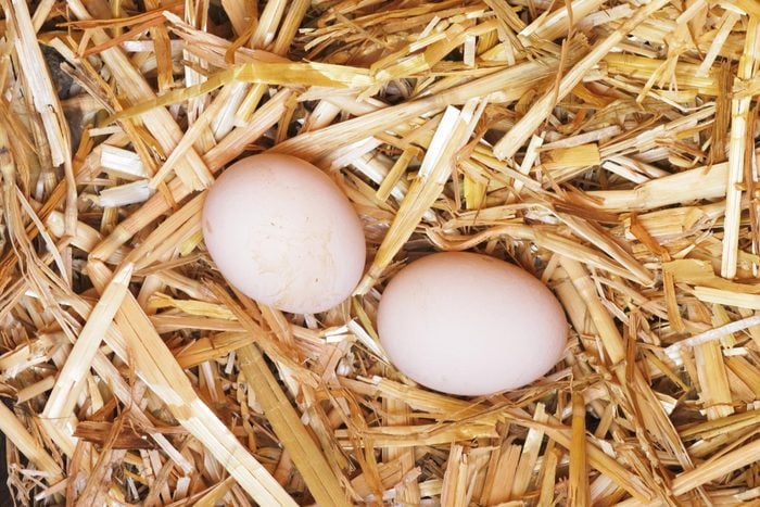 two chicken eggs in straw