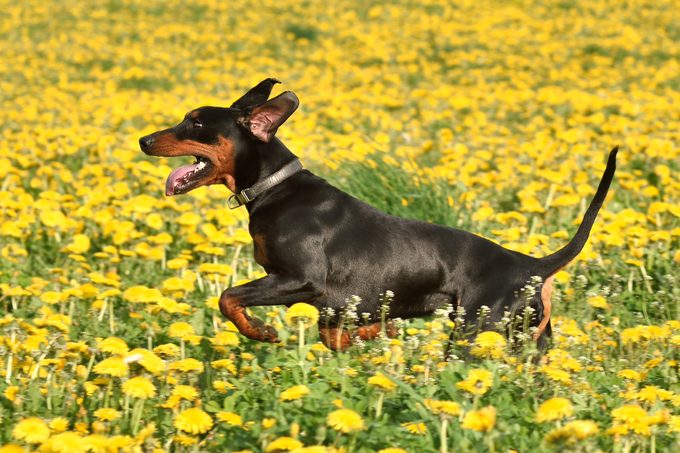 Tan-and-black German Pinscher running across yellow dandelions field background