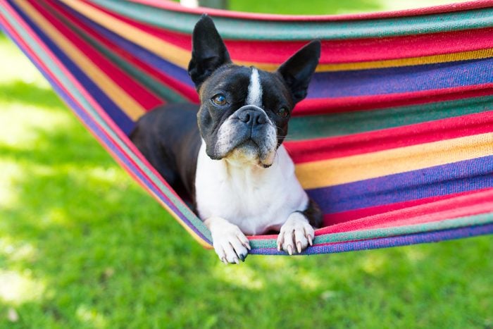 young sweet boston terrier relaxing in a colorful hammock