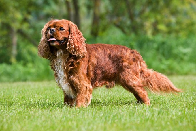 English toy spaniel standing in the grass