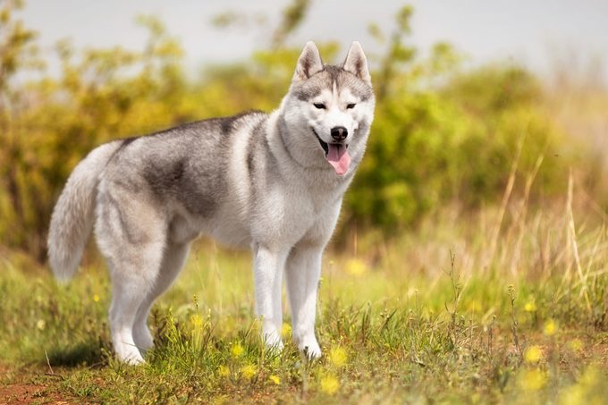 A young Siberian Husky is standing at a pasture. The dog has grey and white fur; his eyes are brown. There is a lot of grass, and yellow flowers around him; the sky is blue