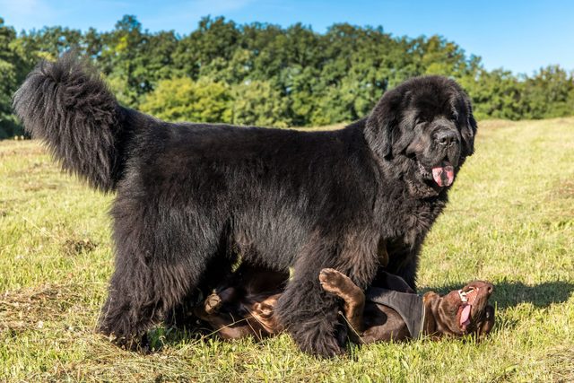 large black Newfoundland dog playing with another smaller dog in a field