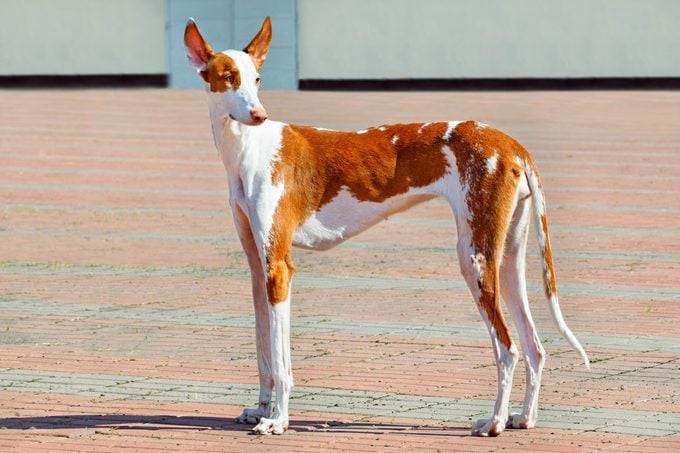 Ibizan hound, white and red, posing elegantly against the backdrop of a town square