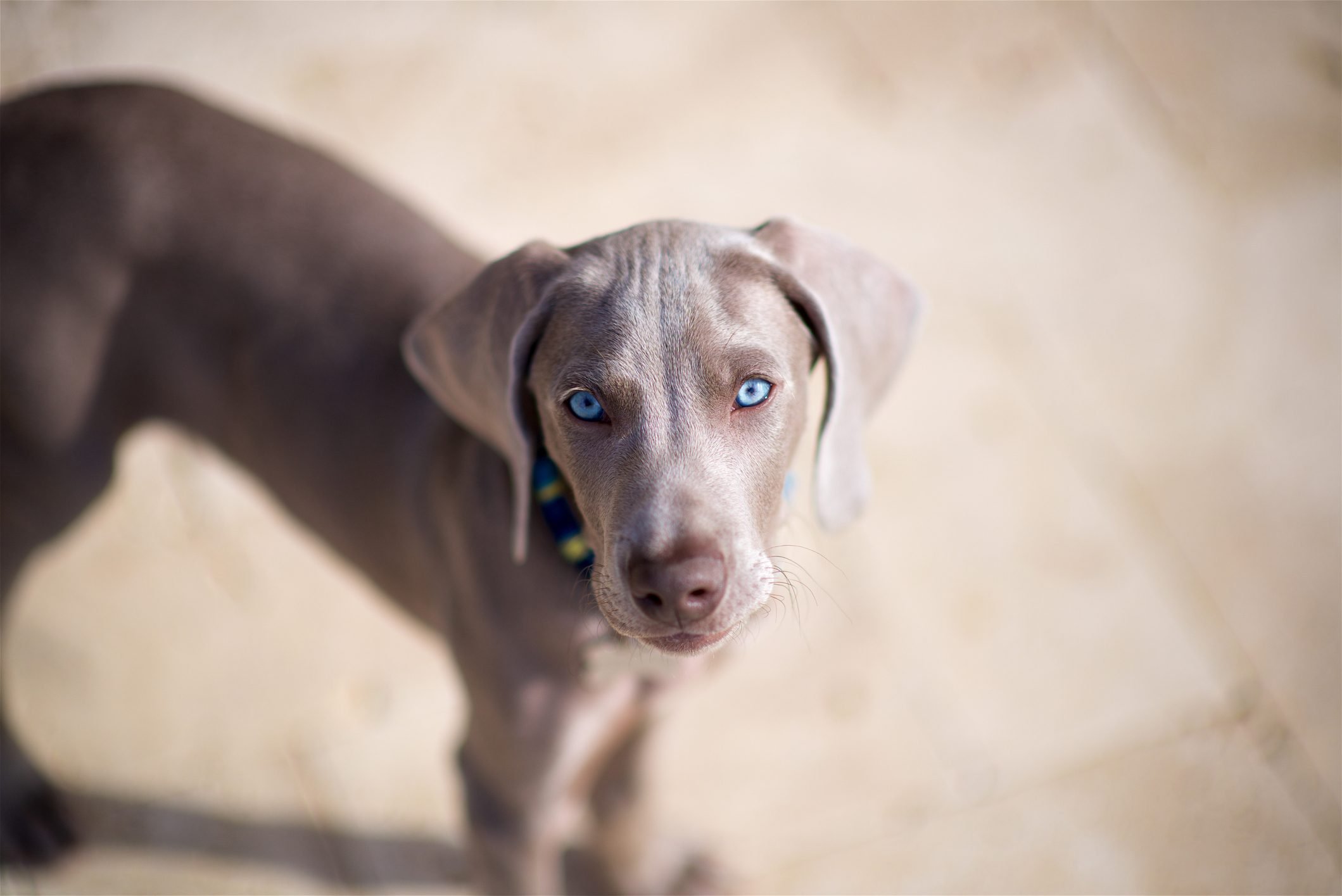 12 Dog Breeds With Blue Eyes That Are Stunning