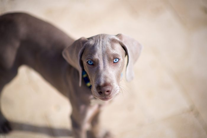 Weimaraner dog with beautiful blue eyes