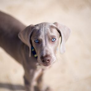 Weimaraner dog with beautiful blue eyes