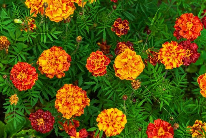 Bright autumn flowers marigolds