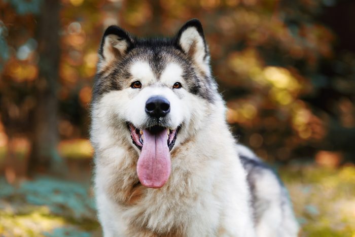 Portrait of an Alaskan Malamute dog with its tongue hanging out against the background of nature