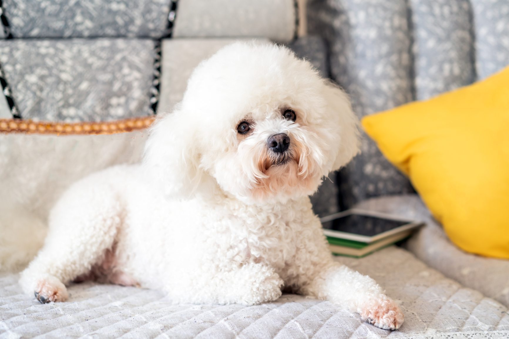 fluffy white bichon frise on the couch