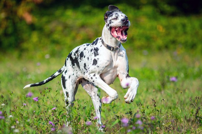 Great dane running like crazy in a natural scenery