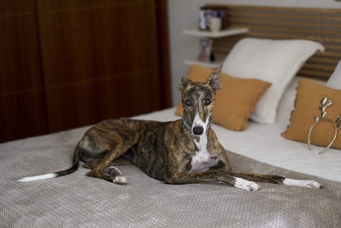 greyhound laying on a made bed in an apartment