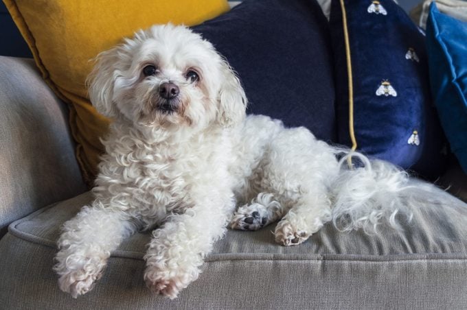 A white senior Shih-Poo dog relaxing on a sofa in her home.