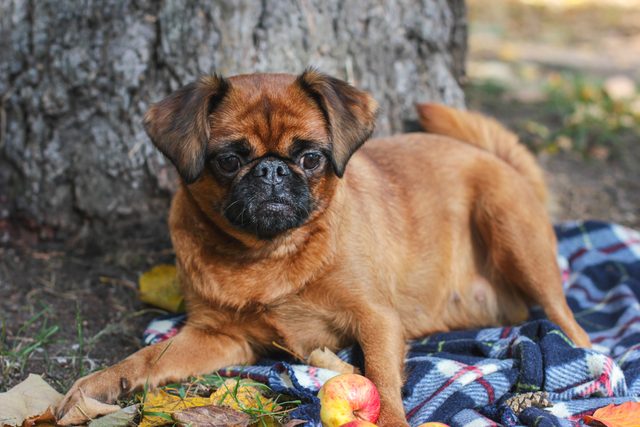 Brussels Griffon Dog With Chestnut Color Lying On Blanket Under Tree In The Autumn Park