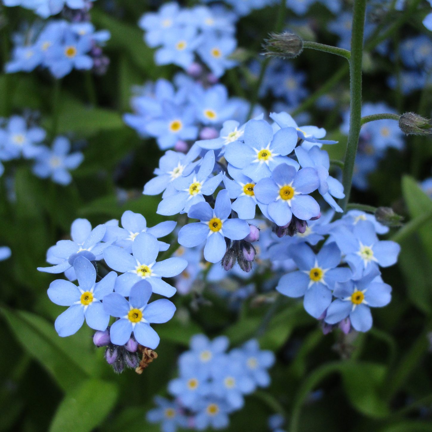 Forget-me-not - how to plant and grow myosotis, cute edge flowers