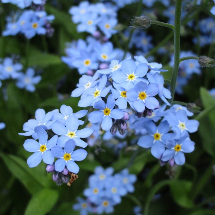 Bright Sweet Pretty Blue Forget-Me-Not Flowers that grow in the shade