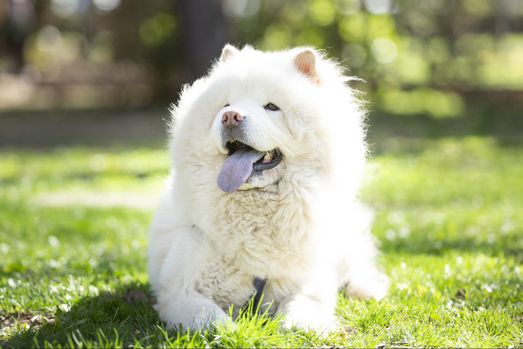 white fluffly chow chow dog lying on grass in a sunny day