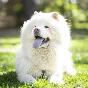 white fluffly chow chow dog lying on grass in a sunny day