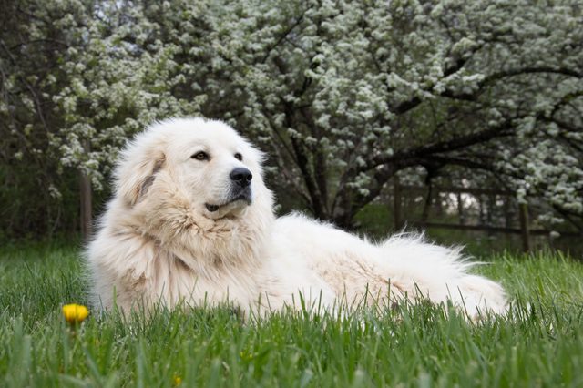 Great Pyrenees mountain dog laying on grass in front of a flowering dogwood tree in the spring.