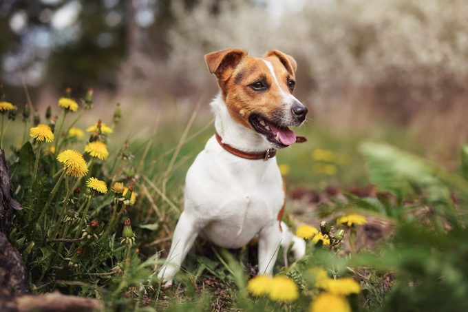 Small Jack Russell terrier sitting on meadow in spring, yellow dandelion flowers near