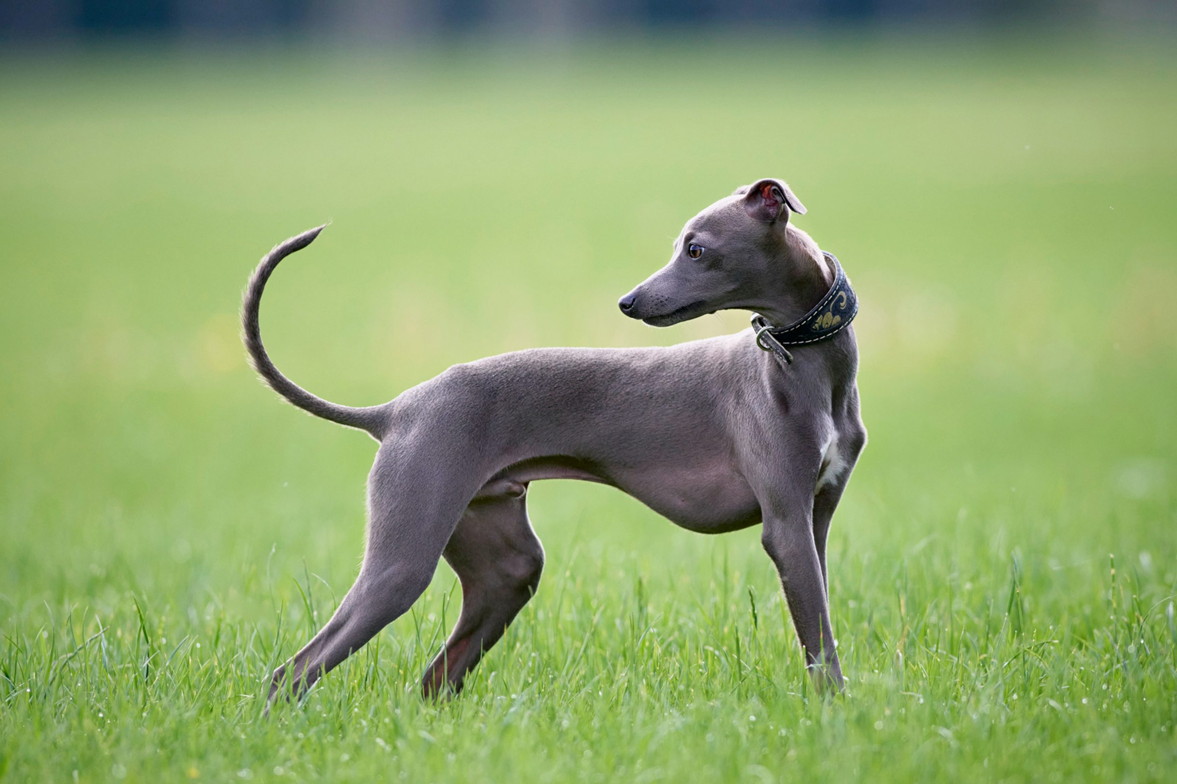 Side profile of Whippet standing in a grass field