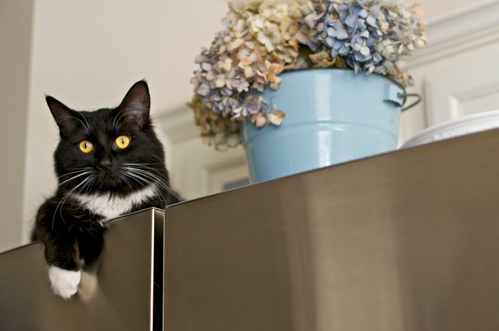Cat on top of refrigerator