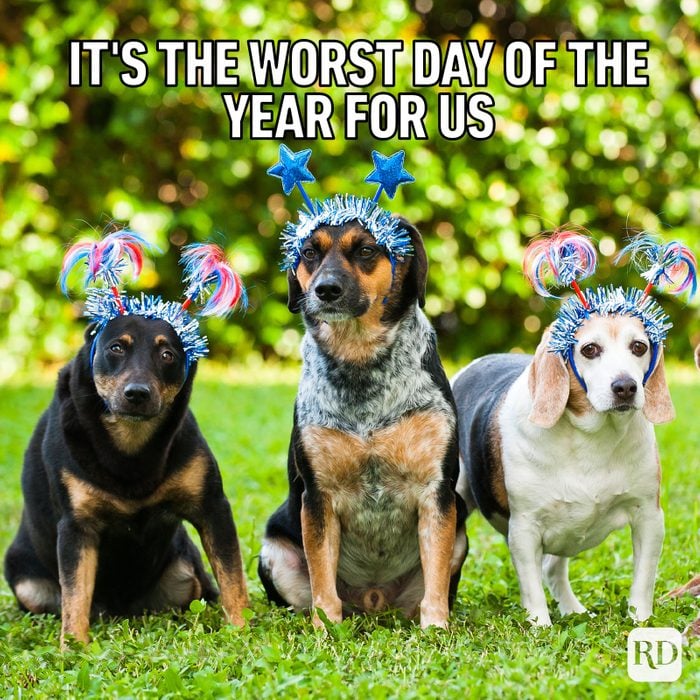Gettyimages 147984927 Group Of Dogs Text Its The Worst Day Of The Year For Us