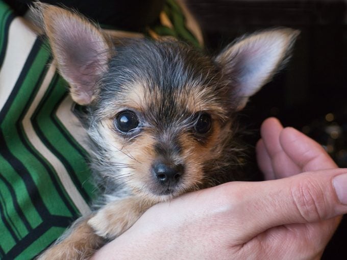 close up of Chorkie puppy held in someoes hand