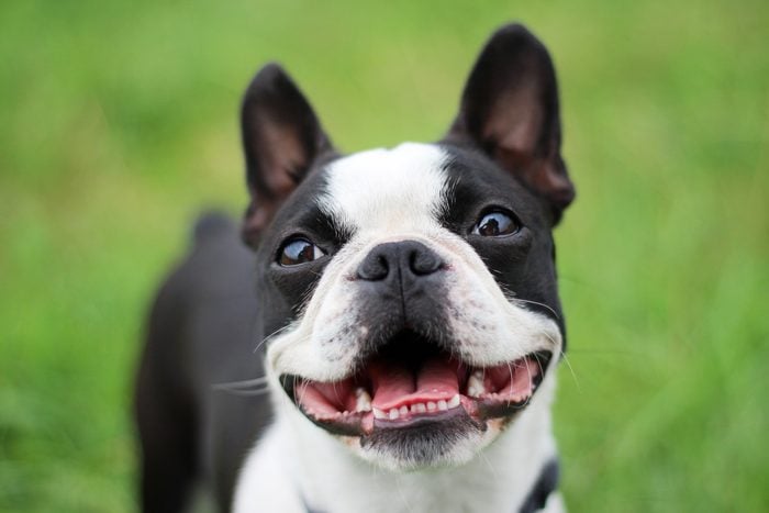 Boston terrier smiling into the camera
