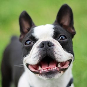 Happy Boston Terrier face
