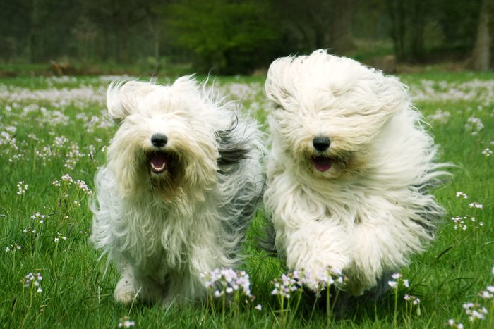 Old English Sheepdog Sophie and Sarah playing in spring