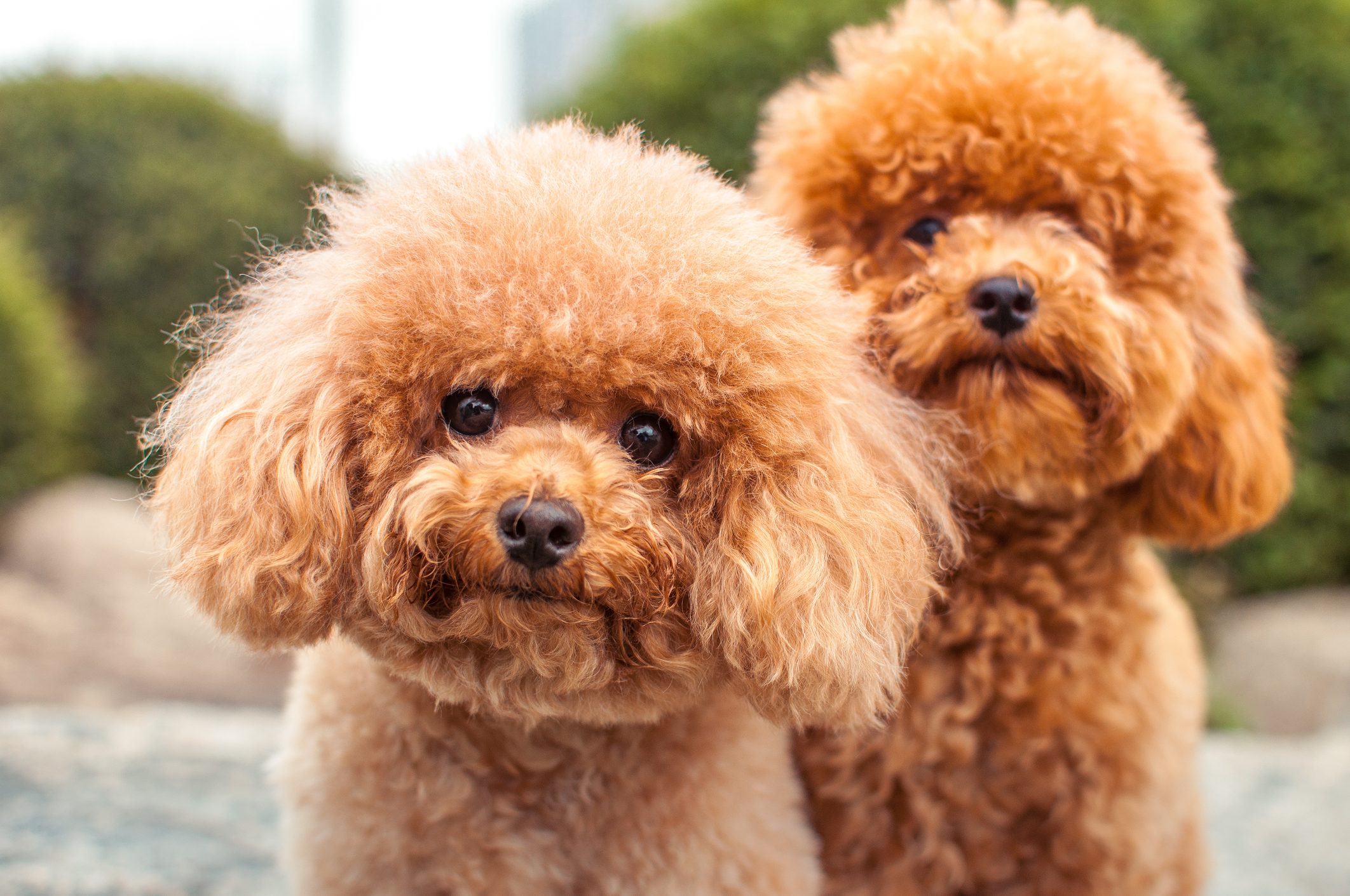 Two Miniture Poodles Starring at the camera.